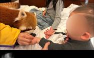 重庆一酒店小熊猫叫早服务引争议，林业局介入后叫停