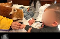 重庆一酒店小熊猫叫早服务引争议，林业局介入后叫停